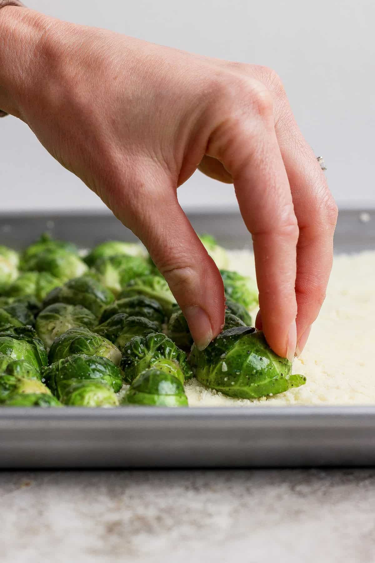 A hand presses a halved Brussels sprout into a layer of grated cheese or breadcrumbs on a baking sheet with more Brussels sprouts.